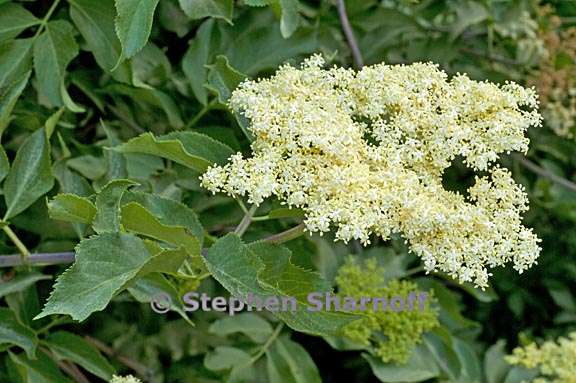 sambucus nigra ssp caerulea 2 graphic